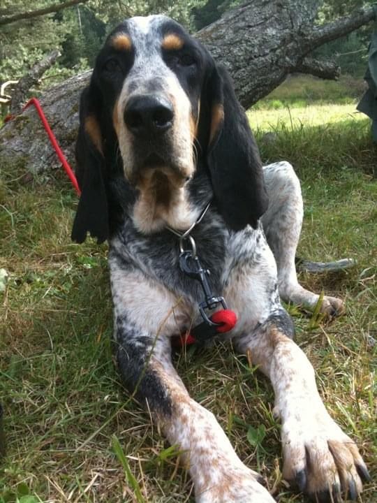 Chien en pause pendant une séance, laisse détendue